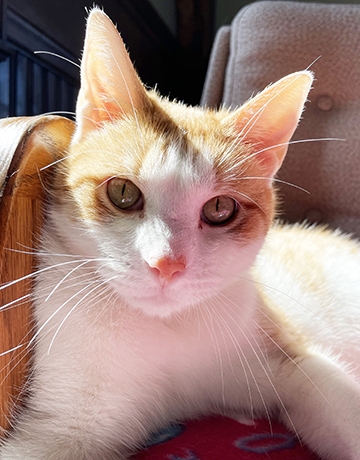 Sunny, orange and white cat close up on face.