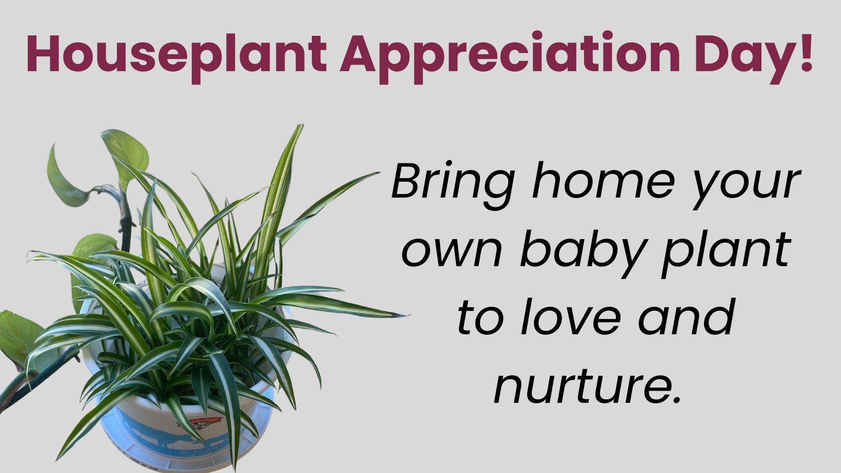 Houseplant Appreciation Day text with small plant
