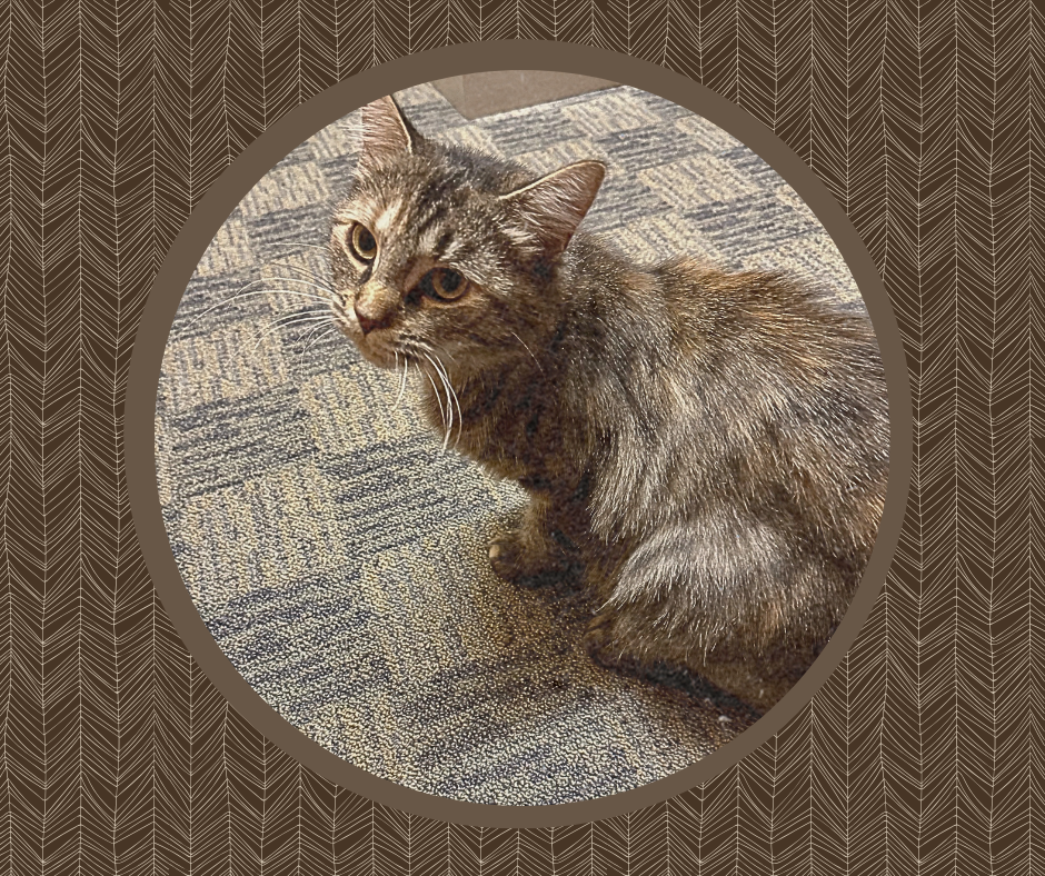 Opal photo with brown background