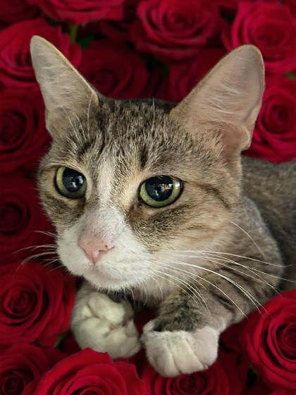 Cat with white around the nose 