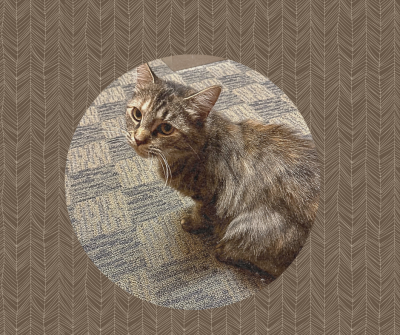 Opal photo with brown background