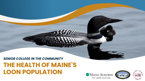 The Health of Maine's Loon Population