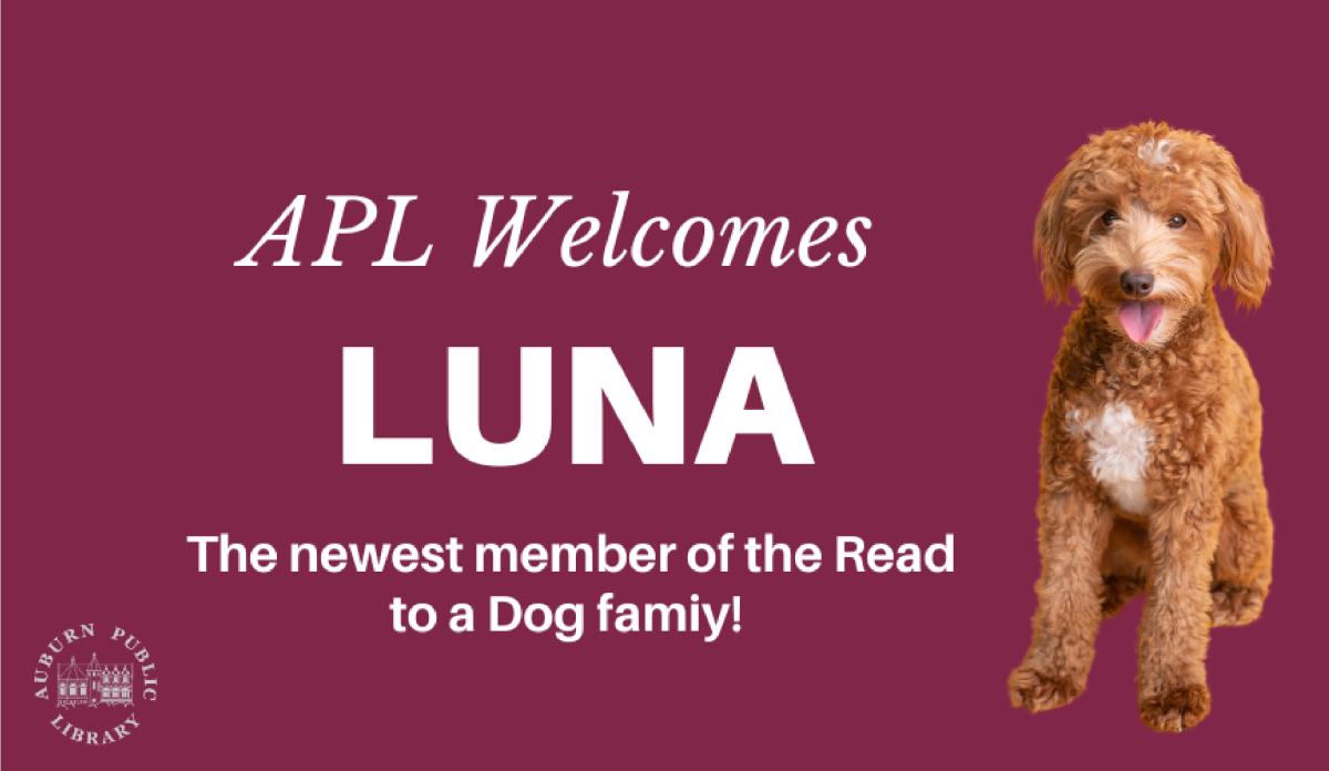 Maroon Background with Mini Labradoodle