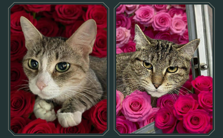 Two brown cats with roses 